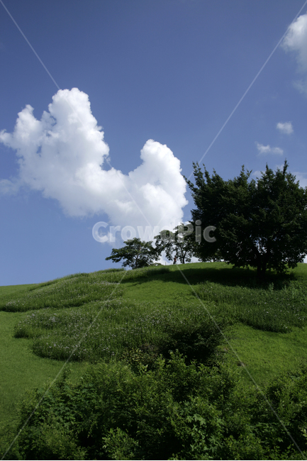 하늘,뭉게구름,구름,나무,하얀구름,초록,여름,sky,cloud,자연,풍경,nature,landscape,식물,plants,나무,trees,wood,grassland,목초지,field,들,outdoors,옥외