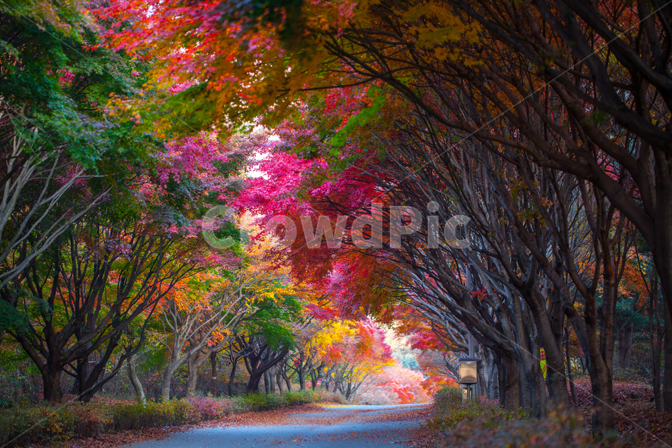단풍나무,단풍나무길,가을,독립기념관,단풍,가을,계절,fall,autumn,season,자연,풍경,nature,landscape,한국자연풍경,한국자연경관,korea nature landscape,plant,식물,tree,나무