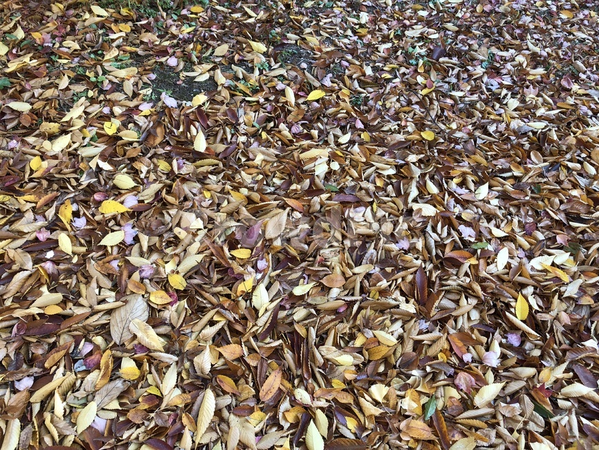 가을,낙엽,잎,나뭇잎,추억,fall,autumn,leaves,leaf,leafs,leave,fallingleave,쓸쓸함,가을이미지,가을배경,10월,계절,단풍,자연,season,가을,계절,fall,autumn,season,ground,바닥