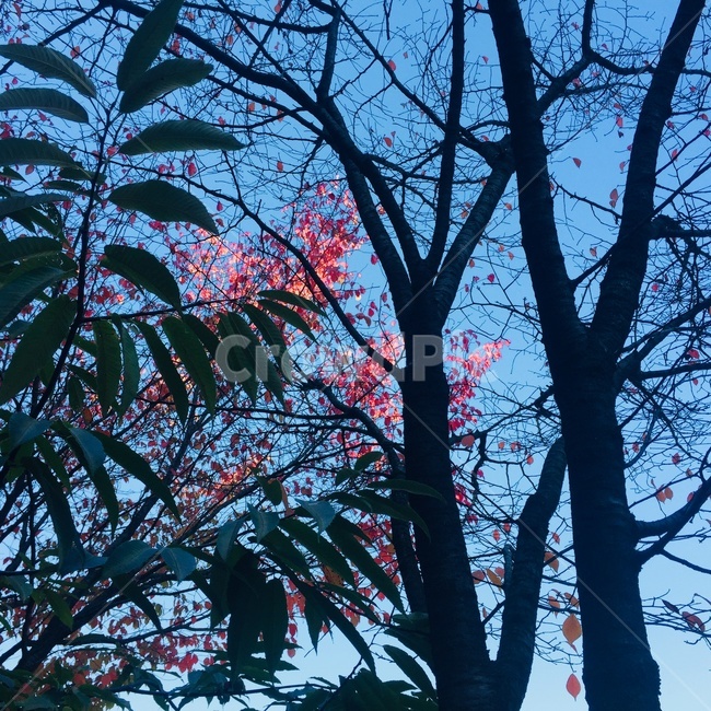 나무,색감,배경,풍경,풀