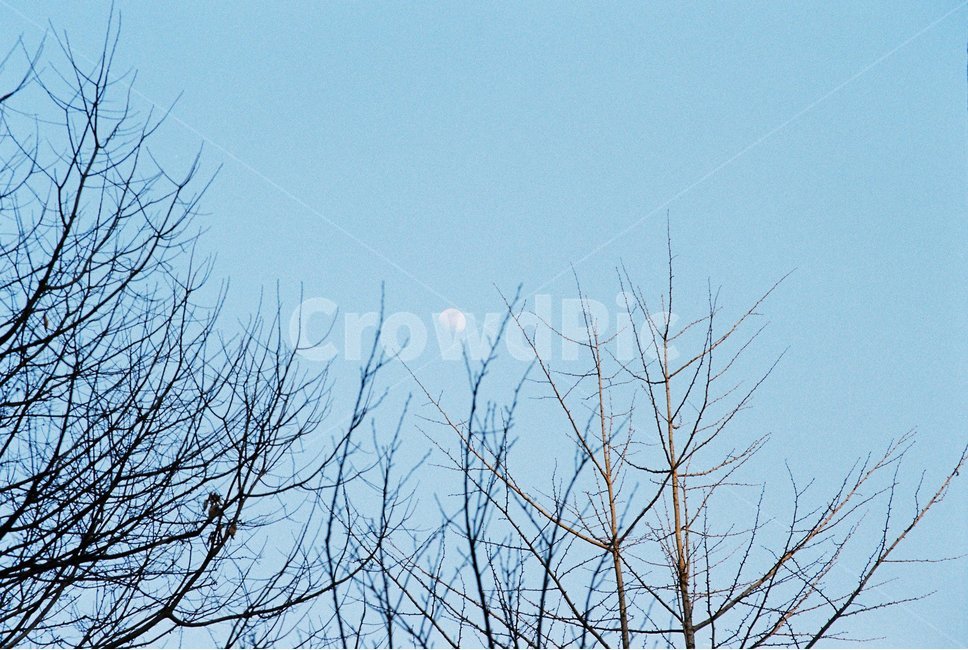 나무,달,tree,moon,sky,하늘,하얀달,white