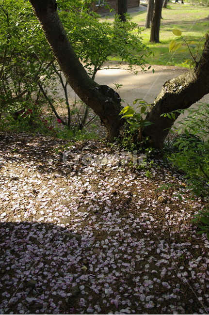 나무,식물,plant,꽃잎,낙화,꽃,flower