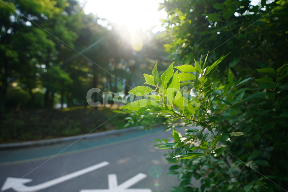 잎,자연,그린,녹색,식물,생물,색감,green,햇살