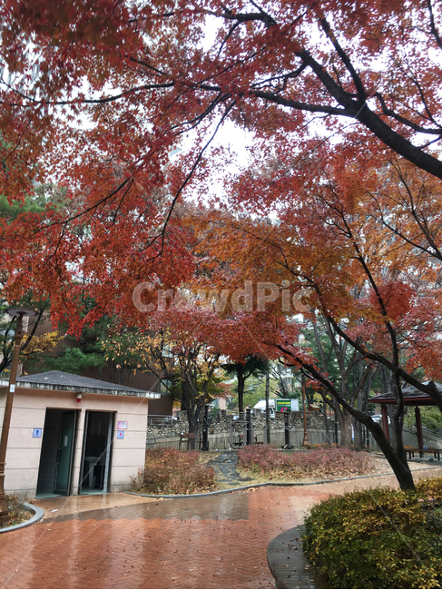 거리,street,보도블럭,sidewalkblock,보도,walkway,sidewalk,풍경,scenery,나무,tree,낙엽,건물,deciduous,비,rain,building,생활,life,공원,park,통로,식물,path,plant,바닥,ground