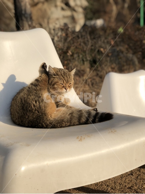 고양이,동물,귀여운,웃긴고양이,cat,animal,cute,funnycat,동물,animal,포유류,mammal,고양이,cat,kitten,kitty