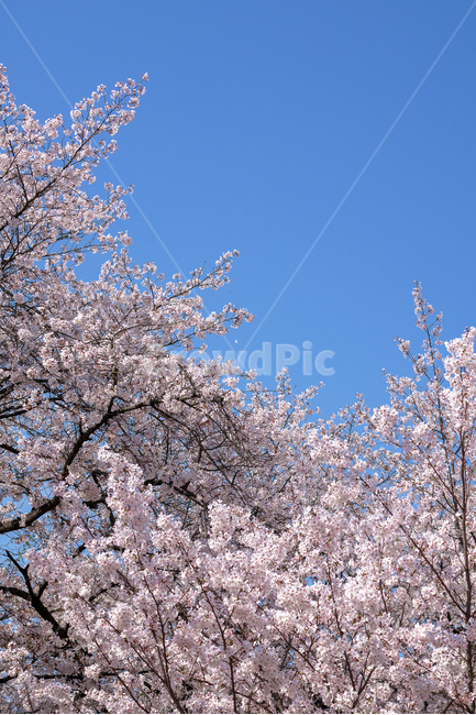 자연,풍경,벚꽃,맑은하늘,봄,봄,계절,spring,season,식물,자연,plants,nature,꽃,flower,plant,blossom,cherry blossom