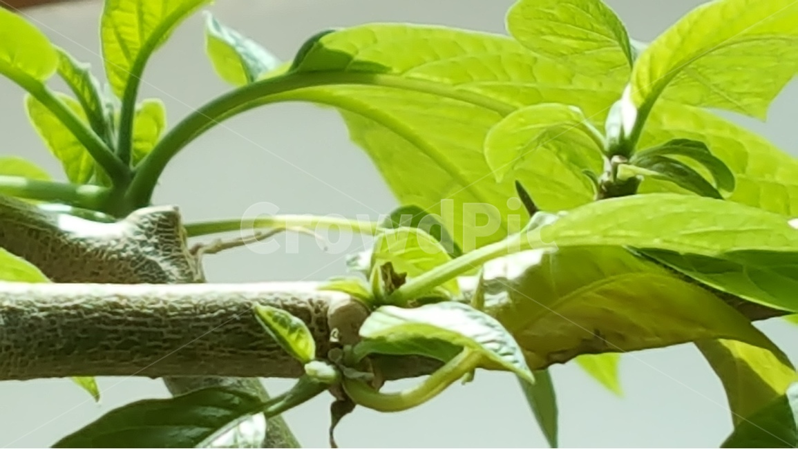 연두색,봄,천사의나팔,식물,자연,식물,자연,plants,nature