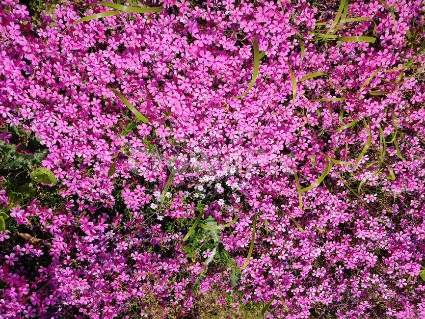 야생화,보라,들꽃,꽃,꽃잔디,summer,flower,wild,beautiful,pretty,아름다운,예쁜,싱그런,fresh,nature,environment,자연,환경