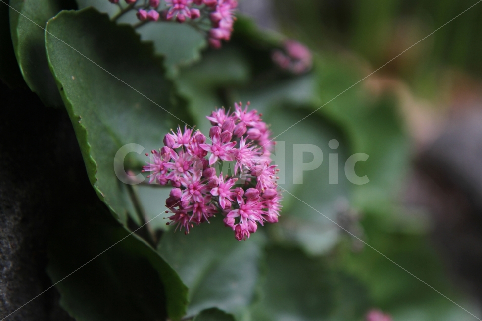 둥근잎꿩의비름,꽃,야생화,식물,가을꽃,자연,식물,자연,plants,nature,꽃,flower