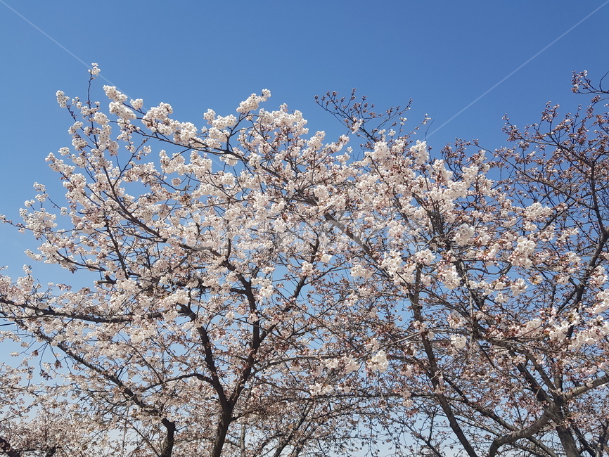 cherryblossom,벚꽃,spring,봄,하늘,sky