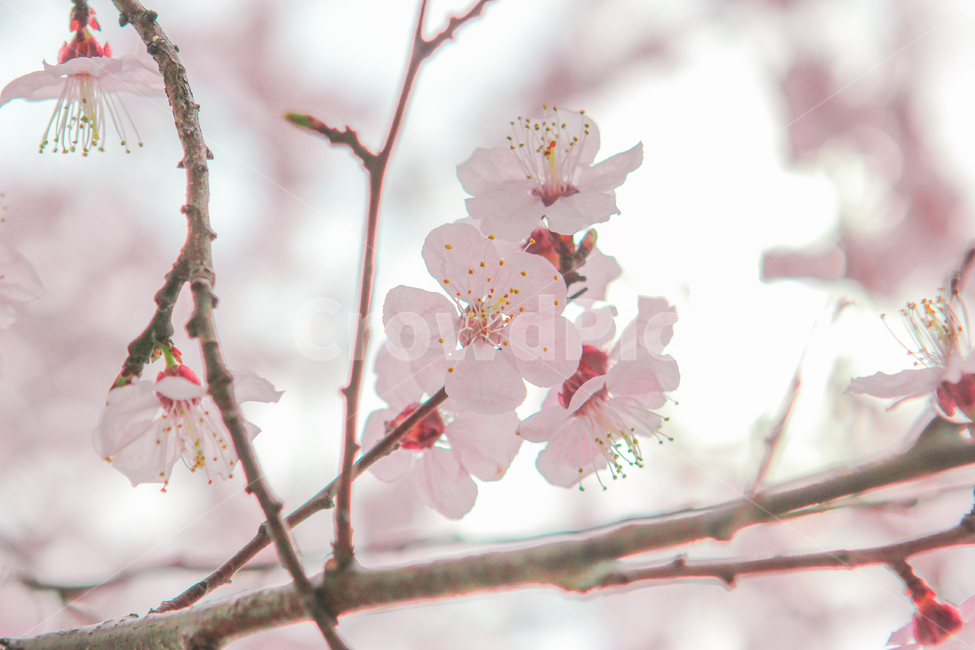 봄,벚꽃,매화,꽃,분홍,핑크,색깔,색감,색상,spring,cherryblossom,blossom,flower,pink,color,봄,계절,spring,season