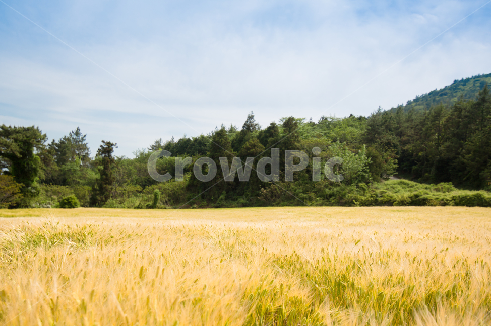 청산도,밀,밀밭,황금들판,섬,자연,풍경,nature,landscape,field,들