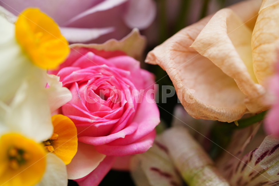 꽃,축하,꽃다발,식물,flower,색감,컬러,플라워,접사,감성,생물,감사,마음,꽃,flower