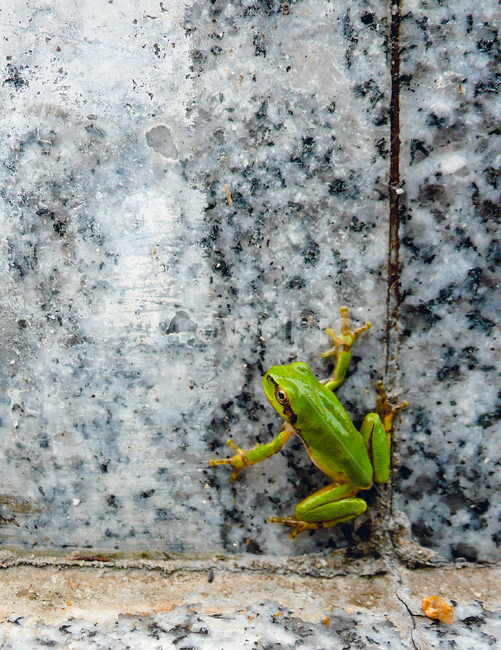 treefrog,animal,wall,obstacle,청개구리,동물,벽,장애물