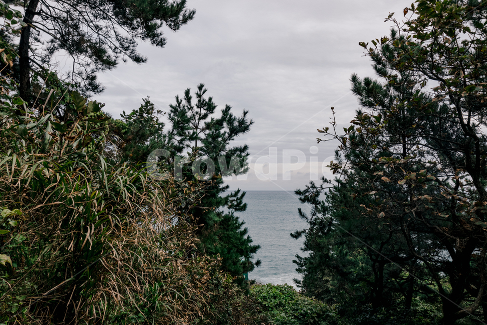 식물,나무,나무사이,바다,하늘,자연,풍경,경치,자연,풍경,nature,landscape,tree,plant,fir,전나무
