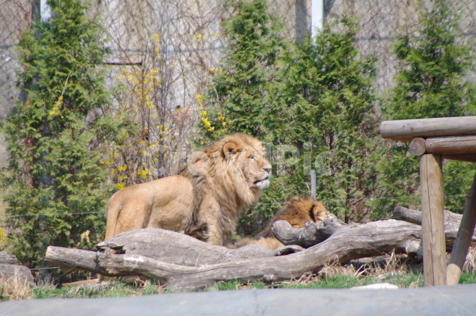 야생동물,wildlife,야생동물,lion,사자,animal,포유류,mammal,동물,동물,animal,포유류,mammal