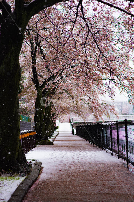 벚꽃,봄,겨울,눈,눈꽃,이상기온,풍경,식물,plant,flower,snow,cherryblossom,bossom,winter,spring,벚꽃길,꽃길