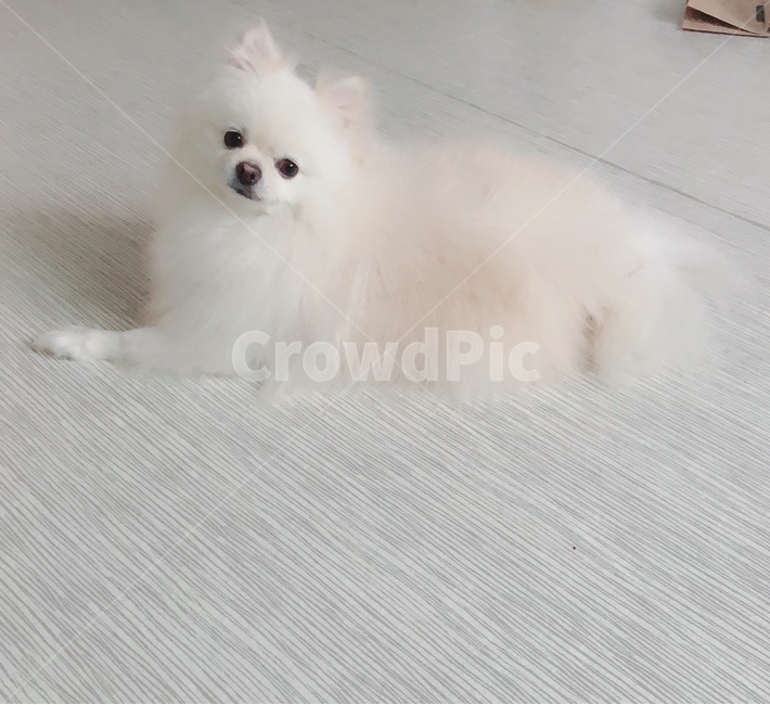 동물,강아지,포메라니안,귀여운강아지,귀여운동물,동물,animal,포유류,mammal,개,강아지,dog,doggy
