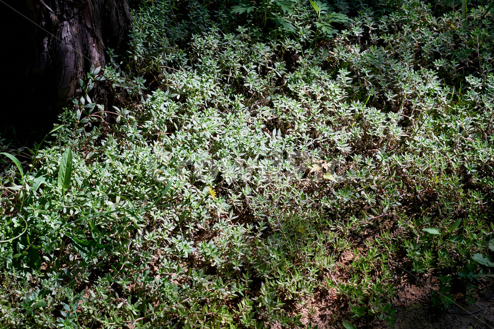 빛,자연,풀,명암,배경,식물,자연,plants,nature