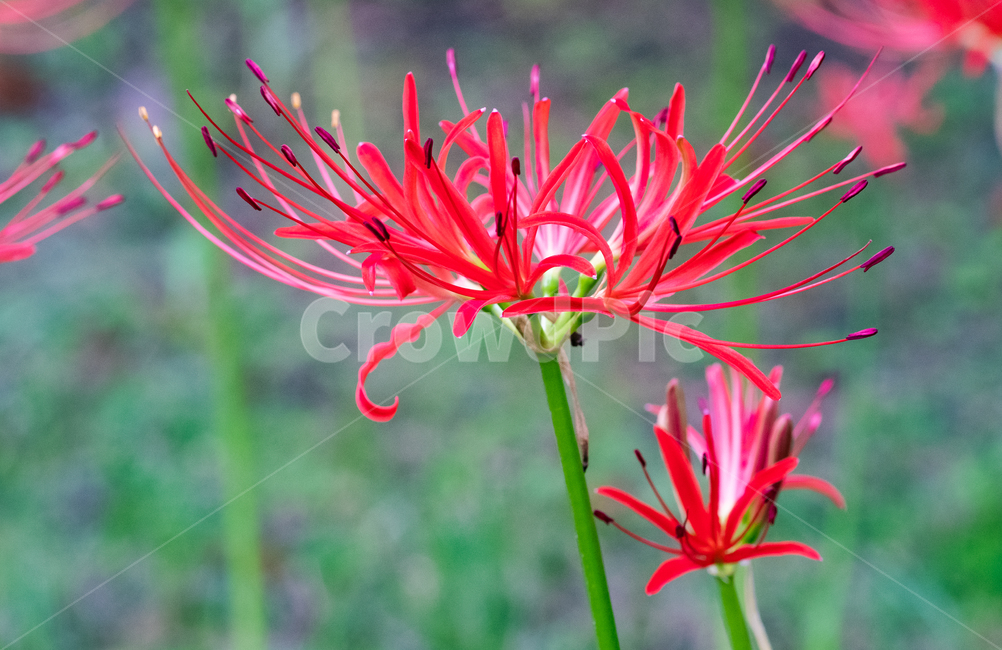 상상화,이별,만남,꽃,자연,nature,식물,식물,자연,plants,nature,꽃,flower