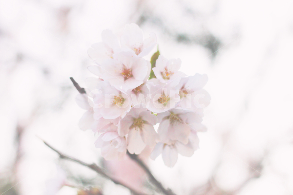 봄,벚꽃,감성,벚꽃축제,부드러운,소중한,꽃,풍경,풍경사진,봄,계절,spring,season,식물,자연,plants,nature,꽃,flower,감성,sensible,feeling,plant,blossom