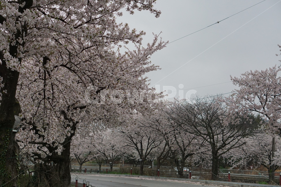 벚꽃,꽃,나무,봄,설레임,봄,계절,spring,season,자연,풍경,nature,landscape,plant,식물