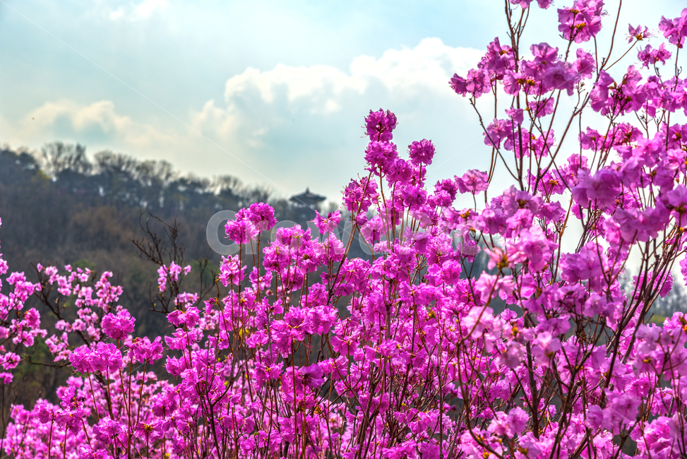 진달래,원미산,부천시,진달래축제,분홍꽃,식물,꽃나무,식물,자연,plants,nature,꽃,flower