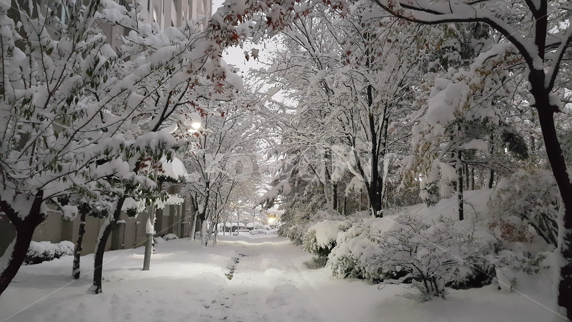 겨울,눈,눈꽃,쓸쓸함,눈길,함박눈,하얗다,배경,겨울,계절,winter,season