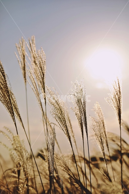 갈대,공원,하늘,햇빛,reed,park,sky,가을,계절,fall,autumn,season,식물,자연,plants,nature,plant,food,음식,vegetable,야채,grain,곡물