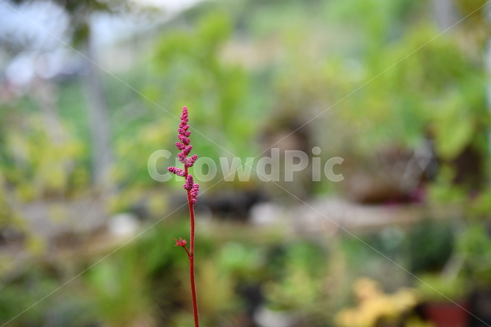꽃,자연,식물,야생화,nature,flower,감성,feeling,배경,백그라운드