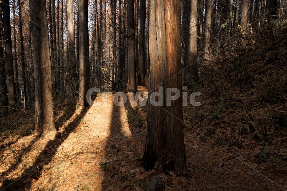 메타세콰이어,숲,산행,초겨울,자연,나무,nature,forest,earlywinter,metasequoia,trail,fall,walkway,trees,season,stroll,park,sunshine,그림자,shadow,식물,자연,plants,nature,나무,trees,wood