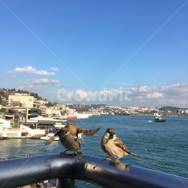 참새,바다,맑은날,새,이스탄불,bird,istanbul,동물,animal,조류,새,birds
