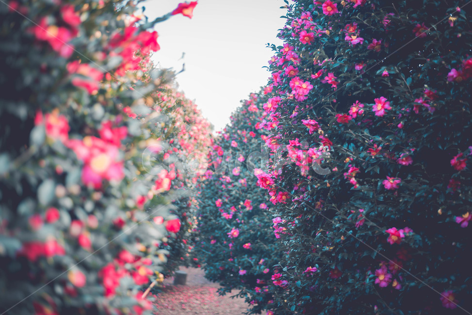 plant,식물,blossom,flower,꽃,동백,동백꽃,동백나무,식물,자연,plants,nature,꽃,flower