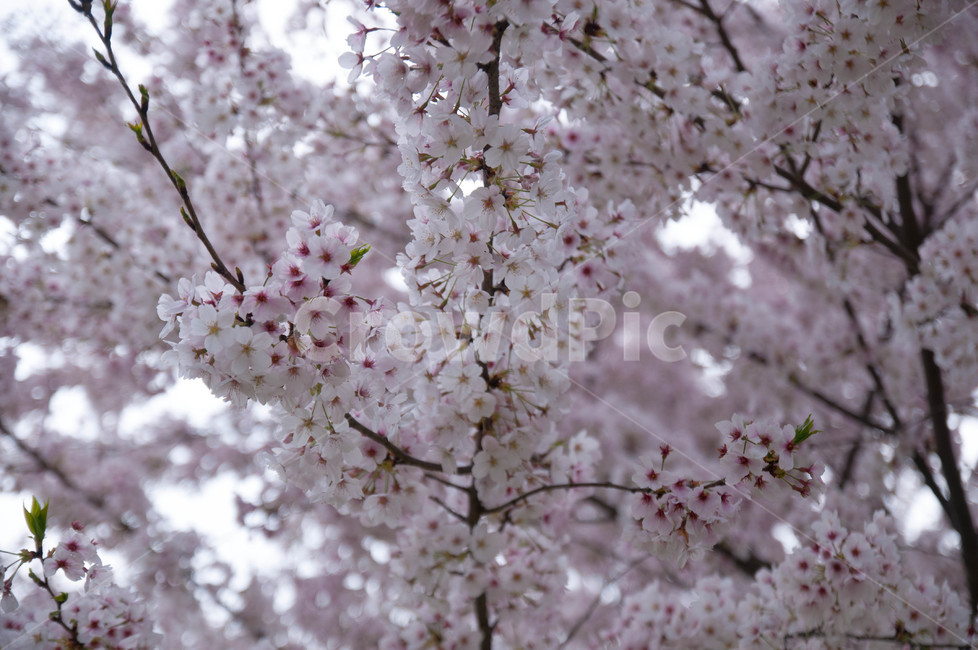 blossom,꽃,cherryblossom,벚꽃,봄