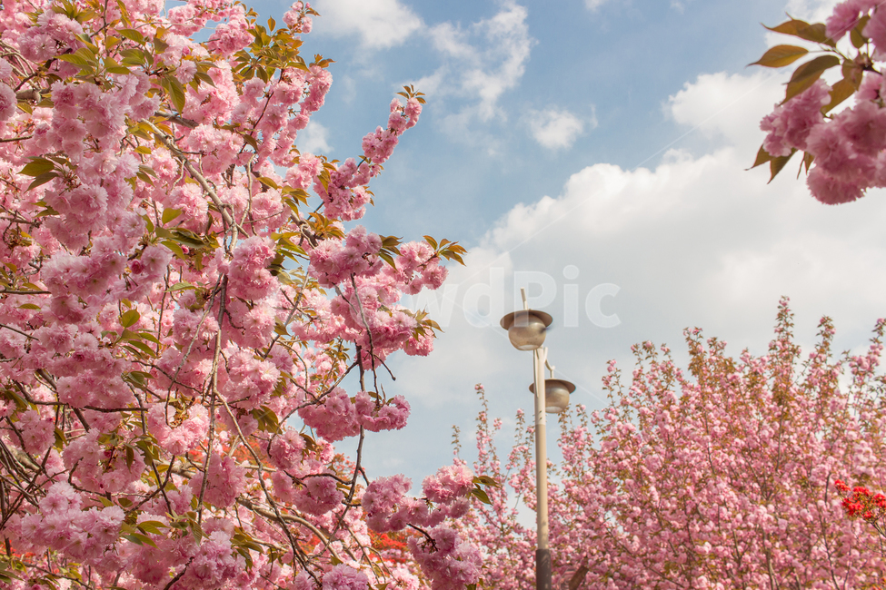 겹벚꽃,가로등,풍경,봄,봄꽃,plant,꽃,봄,계절,spring,season
