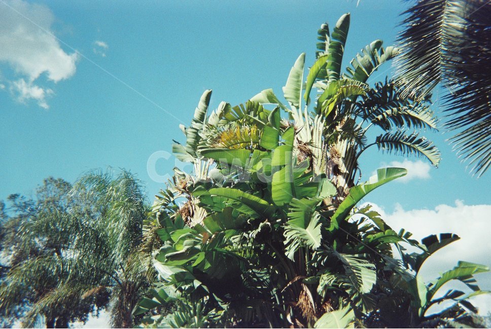 야자수,나무,하늘,구름,맑은날,풍경,tree,나뭇가지,green,sky,여름,summer,햇살,sun,sunlight,palmtree,감성사진,skyblue,sunny,파란하늘,열대,열대나무