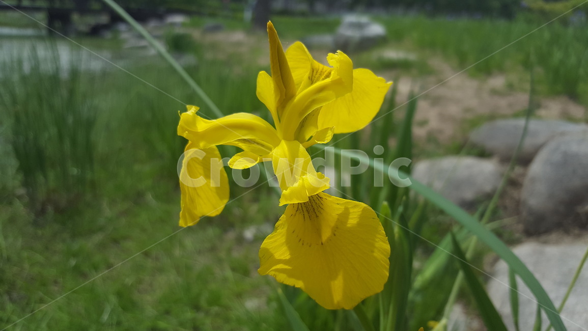 노랑붓꽃,붓꽃,노랑꽃,야생화,봄꽃,yellow,flower
