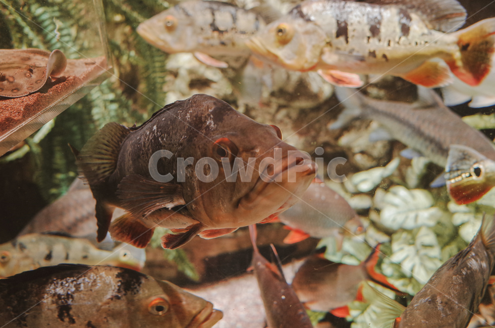 tropical fish,Pisces,fish,aquarium