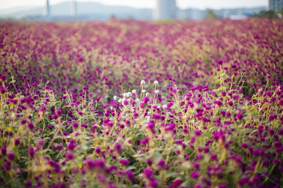 양주,나리공원,천일홍,꽃,식물,자연,풍경,nature,landscape,식물,plants,꽃,flower,plant,petal,꽃잎,blossom