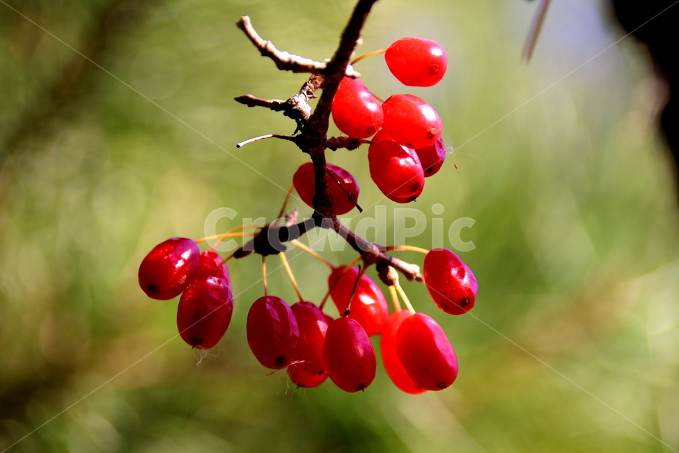 식물,열매,과일,자연,산수유,식물,자연,plants,nature,과일,열매,fruit