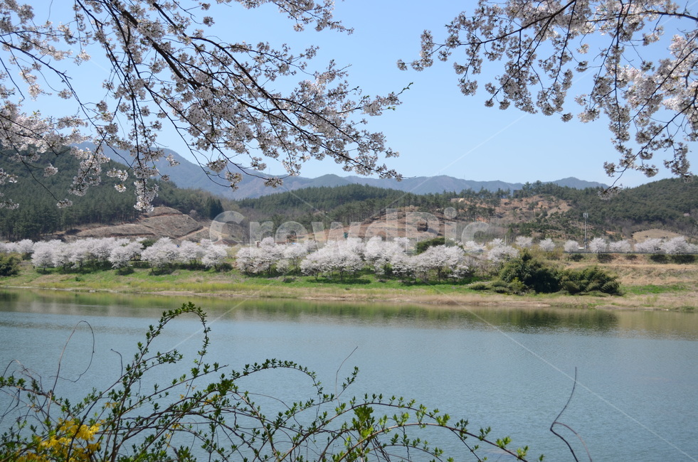옥외,자연,섬진강,봄꽃,벚꽃길