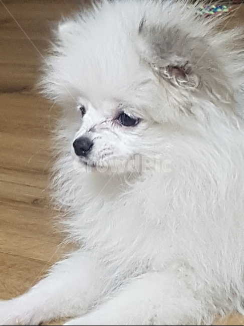 반려견,애완견,반려동물,강아지,개,강아지표정,개표정,dog,puppy,동물,animal,포유류,mammal,개,강아지,dog,doggy