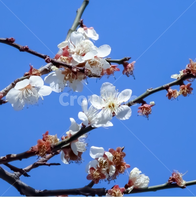 벚꽃,경주,그늘,공원,풍경,여름,소풍,하늘,구름,나무,청량,봄