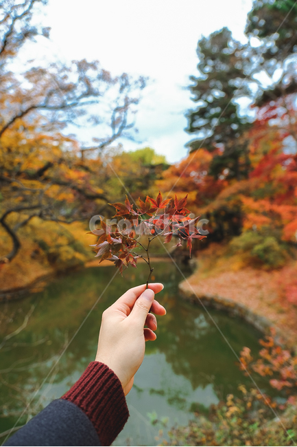 tree,park,koreapark,traditionalpark,koreatraditionalpark,traditionalspot,나뭇잎,나무,감성,스냅,snap,autumn,fall,leaf,color,colorful,가을,계절,fall,autumn,season,식물,자연,plants,nature,감성,sensible,feeling,잎,plant,maple,단풍