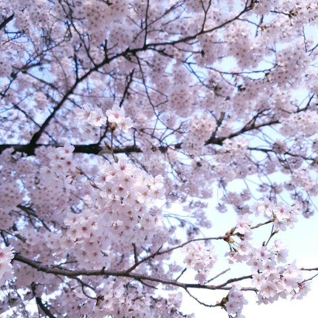 봄,벚꽃,꽃,분홍,분홍색,여린,꽃말,아름다움,순결,교양,봄,계절,spring,season,식물,자연,plants,nature,꽃,flower,plant,blossom