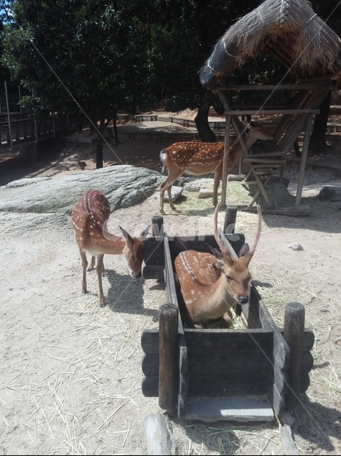 사슴,동물,꽃사슴,뿔,포유류,동물,animal,포유류,mammal