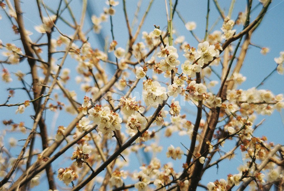 매화꽃,봄,꽃,필름카메라,필름,식물,자연,plants,nature,꽃,flower