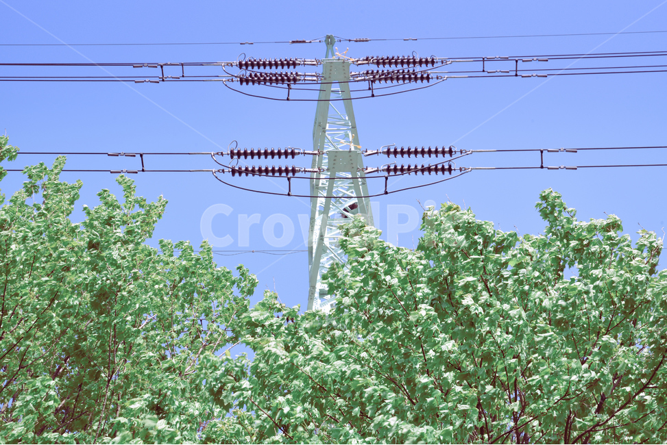 나무,전선,전신주,전기,자연,하늘,파랑,산책,상쾌,tree,nature,sky,skyblue,blue,stroll,산업,industry,industrial,에너지산업,energy industry,utility pole