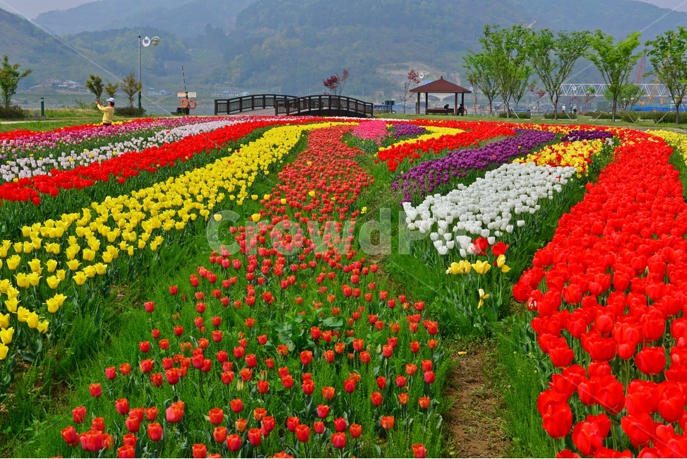 plant,식물,flower,blossom,꽃,tulip,튤립,경남,하동,튤립축제장,튤립툭제,하동튤립축제,둔치,강변둔치,섬진강변,식물,자연,plants,nature,꽃,flower