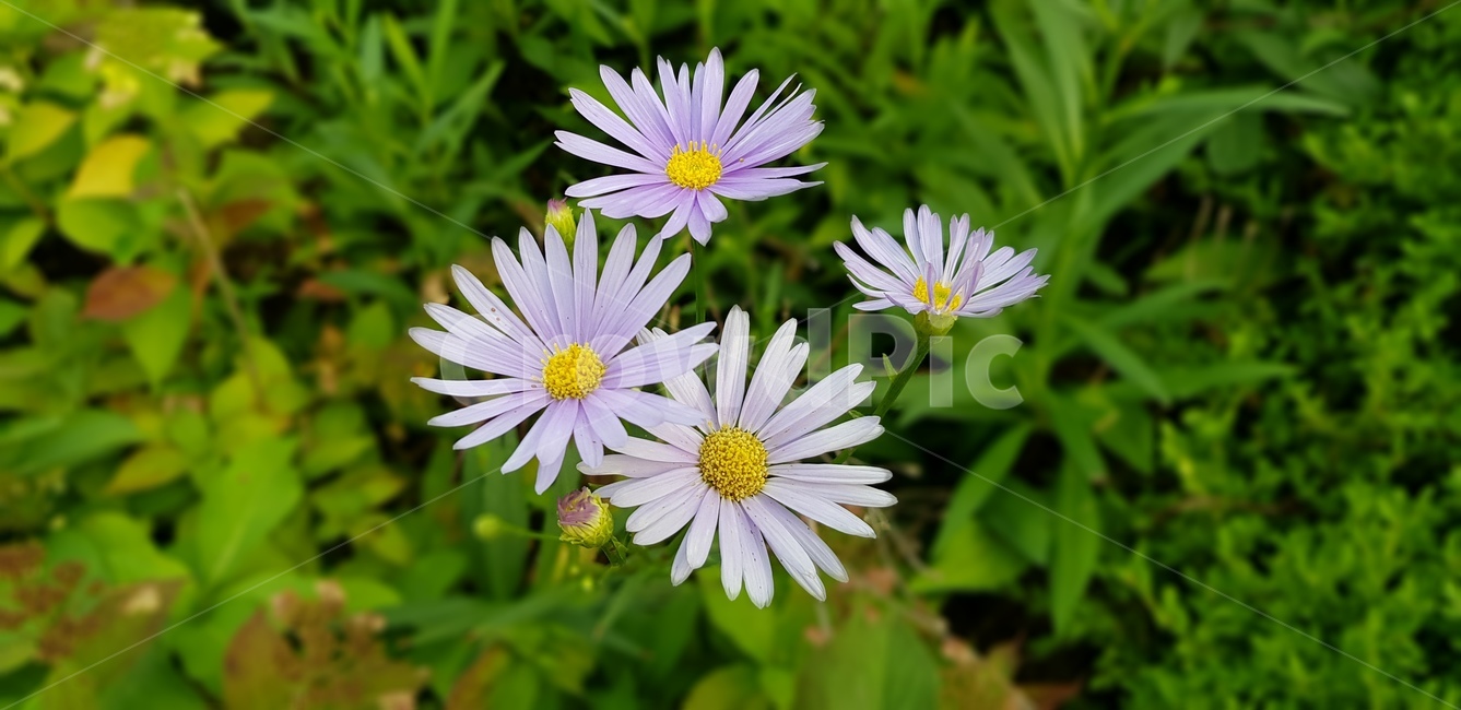 꽃,코스모스,자연,감성,sensible,감성적인,분위기있는,flower,따뜻한,풀